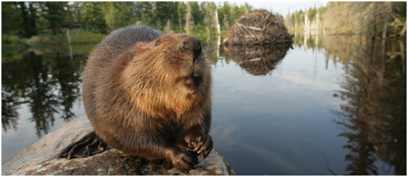 Castores canadienses: una amenaza a los bosques de la Patagonia