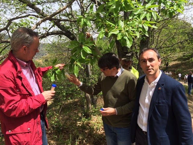 La Junta suelta 130 dosis del Torymus sinensis para combatir la avispilla del castaño en los castañares de Málaga