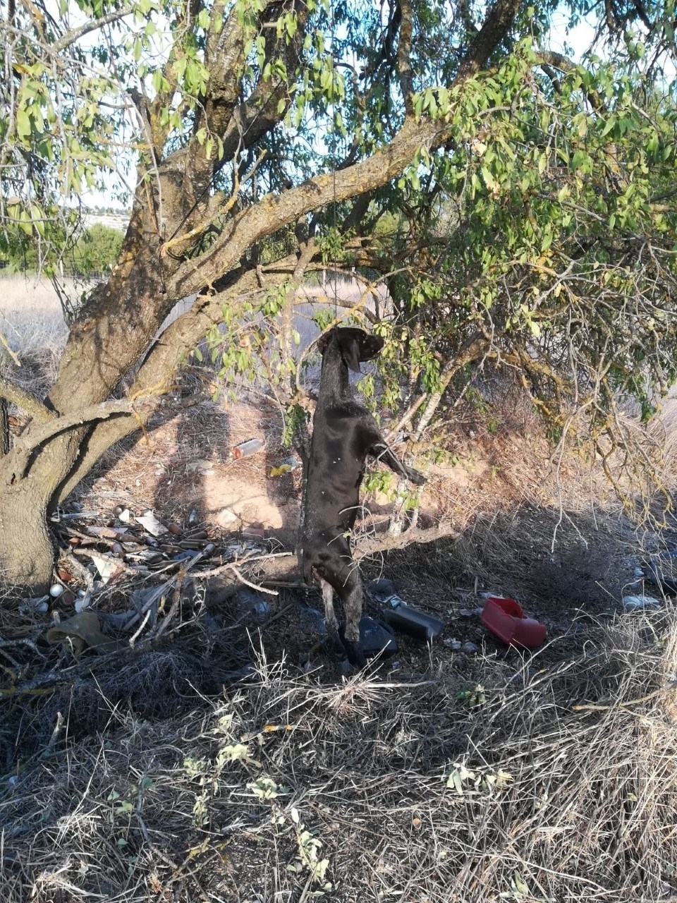 Denunciado el ahorcamiento de un perro en Santovenia (Valladolid)