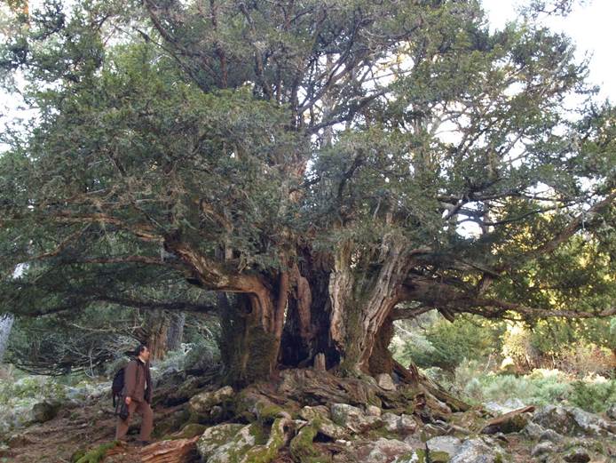 Conoce el ‘Monumento Natural para olivar milenario de Aguamarga’