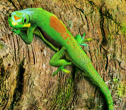 Medio Ambiente participa en las investigaciones sobre la lagartija y el caracol de las Columbretes