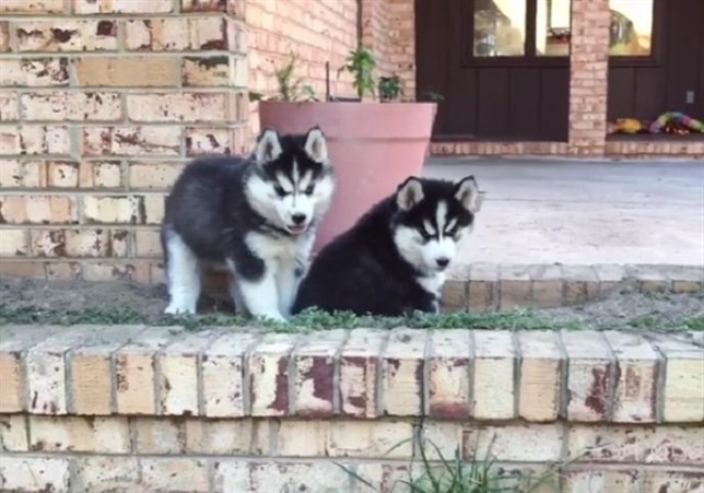 Huskys con ‘sorpresa’ (Mira el VIDEO)