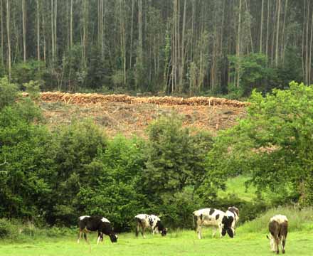 Ley de Montes de Galicia