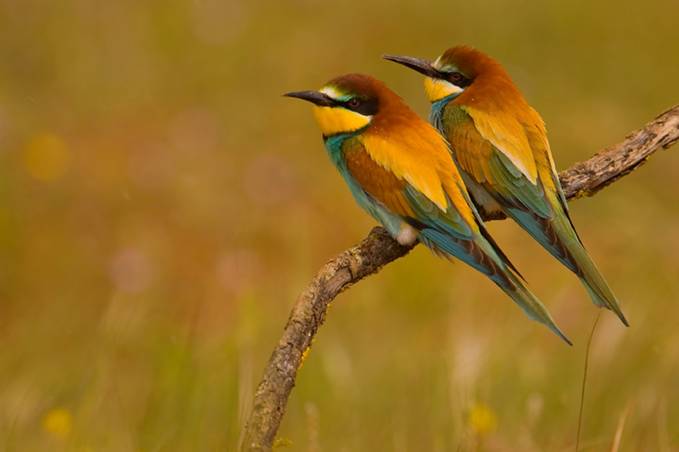 Uno de los pilares para la conservación de las aves en España son los espacios de la red Natura 2000