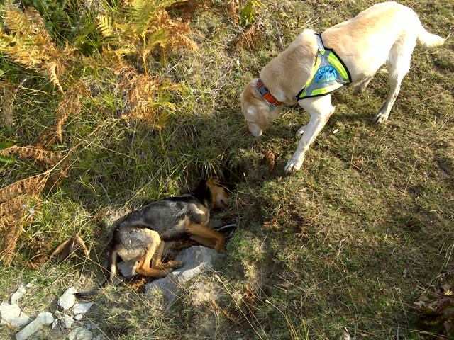 4 imputados por delitos contra la flora y la fauna en Ronda