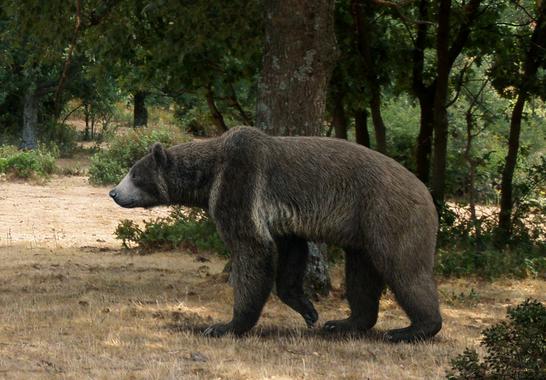 Cerro de los Batallones y la fauna del Mioceno