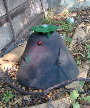 Trampas piramidales para atrapar al picudo rojo de las palmeras