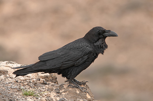 SEO/BirdLife reclama al Gobierno un plan para salvar al cuervo canario