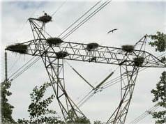 Los agentes forestales colaboran con AENA en la retirada de nidos en el aeropuerto de Barajas