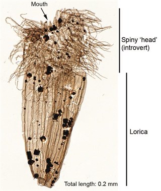 Hallan fósiles de animales infosilizables de 500 millones de años