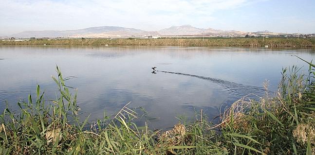 Los humedales de la Región de Murcia en ‘jaque’
