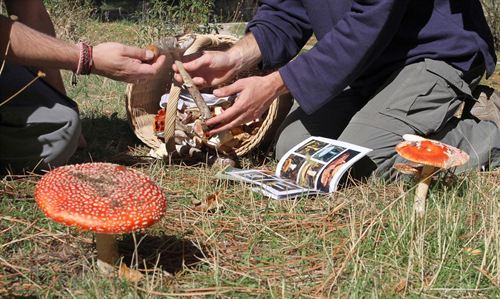 La Comunidad de Madrid fomenta una recolección de setas respetuosa con el medio ambiente