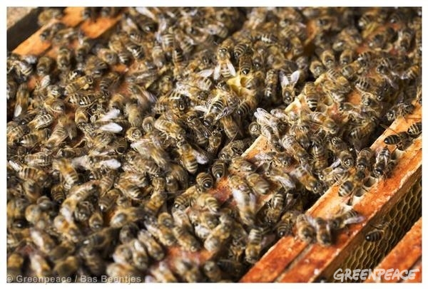 Gran parte del polen europeo recolectado por las abejas está contaminado con un cóctel de plaguicidas tóxicos