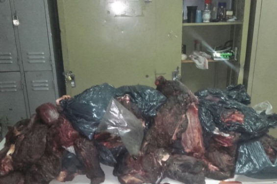 Argentina. Incautan en Chubut 200 kilos de carne de guanaco