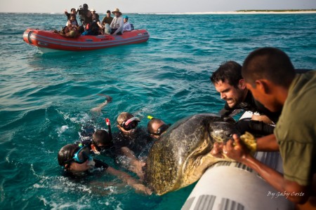 Aumentan esfuerzos para la conservación de tortugas marinas en Venezuela