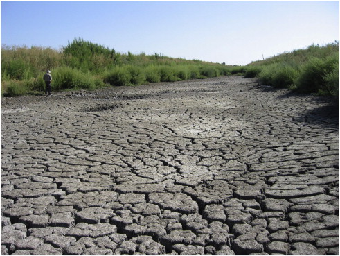 Qué futuro tienen los humedales