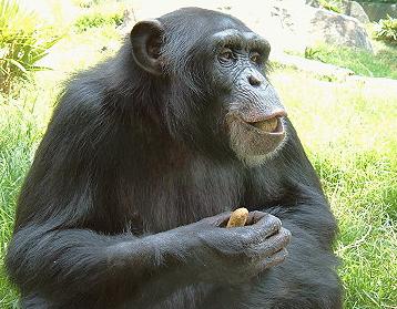 Los cambios en el estatus social de los primates afectan a sus genes