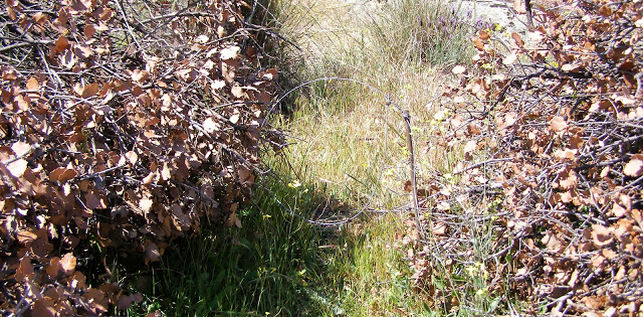 Miles de lazos ‘asesinos’ esperan a los linces al pié de los Montes de Toledo