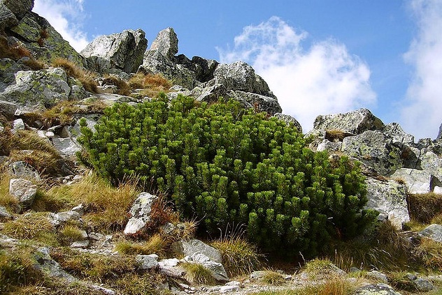 La flora europea de alta montaña retrocede casi 3 metros por el calentamiento global