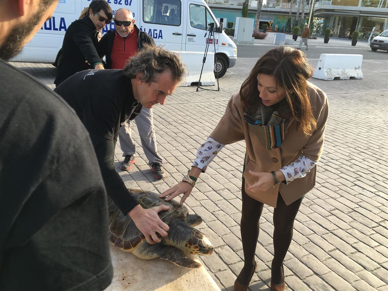 Liberan a una tortuga marina en Málaga