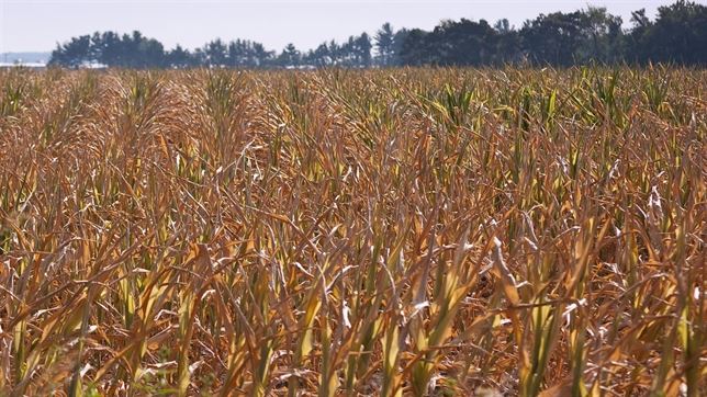 La NASA investigará con un radiómetro infrarrojo térmico HD el estrés hídrico de las plantas desde el espacio