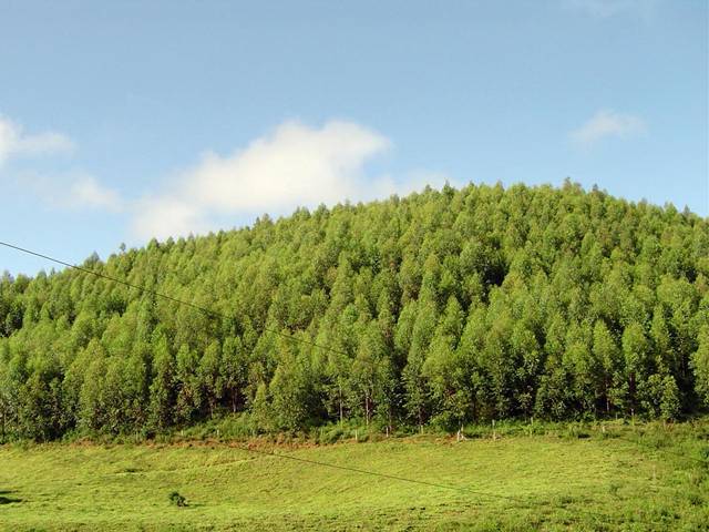Jóvenes retornados y comuneros hacen una cadena humana para pedir que se reduzcan los daños en bosques por obras del AVE