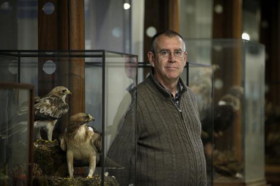 La selección sexual de las aves las hace más bellas y a la vez más vulnerables a los depredadores