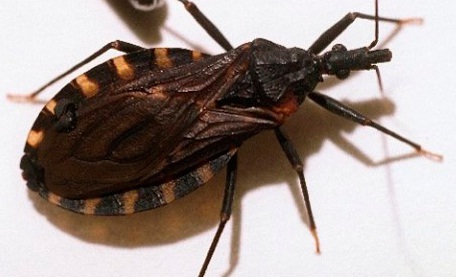 Descifran el genoma de la vinchuca