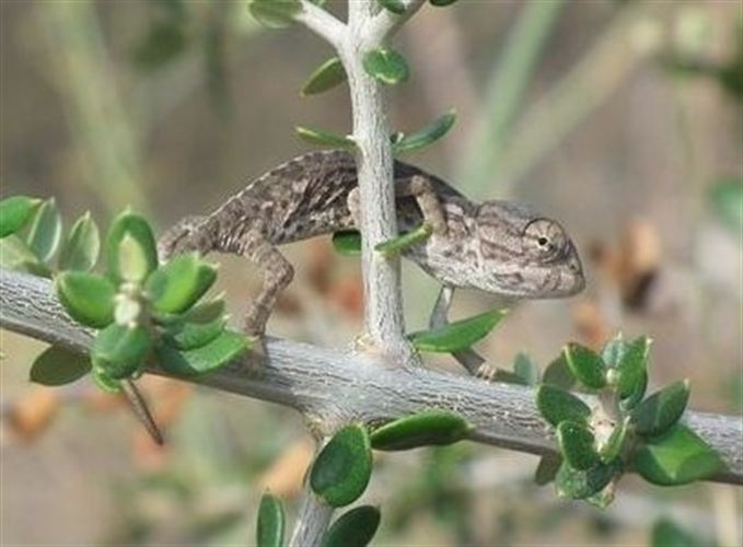 El Centro de Control de la Biodiversidad de Málaga reintroduce 33 camaleones en septiembre