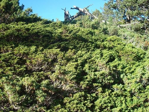 Depana descubre la primera sabina rastrera de la Vall dAran (Cataluña)