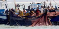 Oceana advierte hoy a la unesco sobre pesca ilegal y contaminación en Doñana