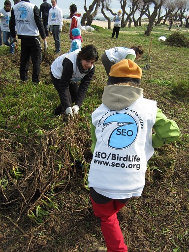 El Plan PROVOCA se acerca el domingo a Noja para eliminar flora invasora en la playa de Trengandín