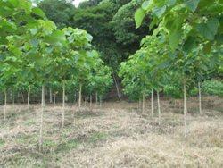 Impulsan acciones para evitar la erosión de los suelos