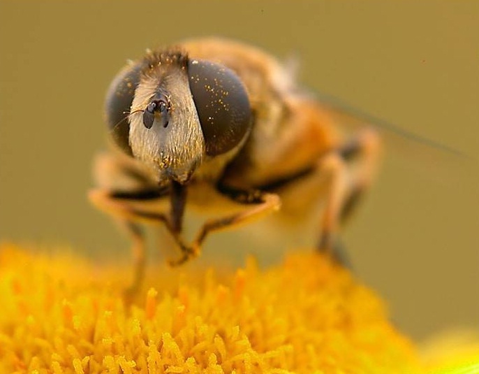 Las abejas en ‘peligro’ por el uso de insecticida