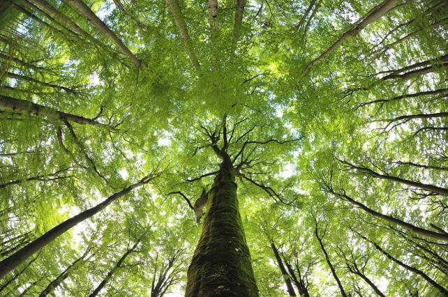 Es ‘vital’ la protección de las masas forestales en las zonas agrícolas
