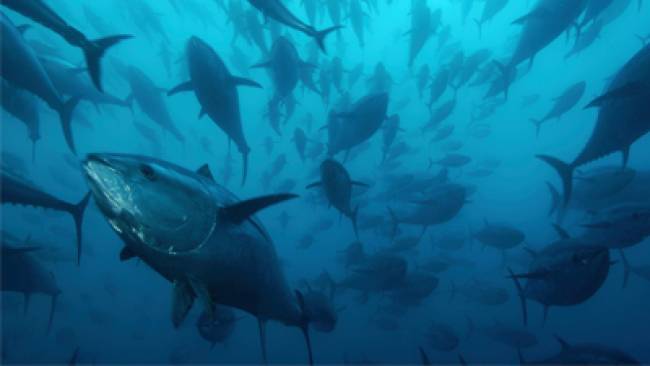 Analizan a fondo en Baleares una de las principales zonas de puesta de atún rojo en el mundo