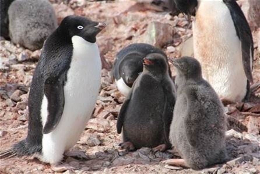 El desgaste físico de hembras de pingüino es mayor cuanto más número de crías y los machos sufren más con un solo pollo