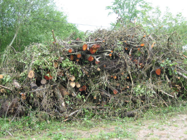 WWF considera que prohibir la entrada de madera ilegal a la UE es "una de las medidas más importantes" para los bosques