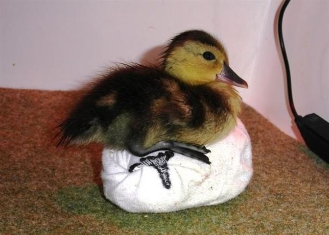 El ‘Porron Malgache’ es el ave más rara del mundo y no sobrevivirá a menos que encuentre un nuevo hábitat