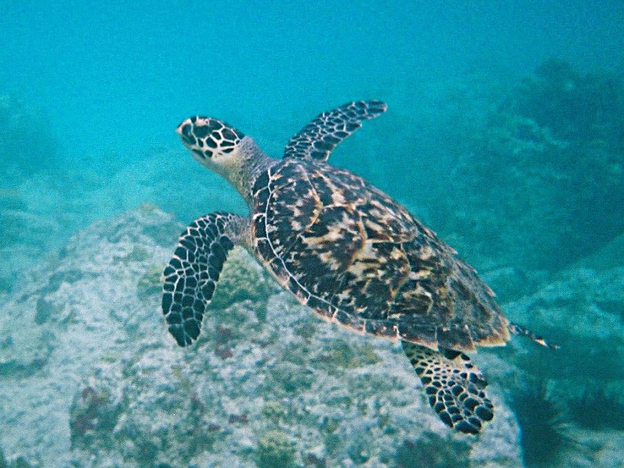 El MARM relizará un programa de marcado de tortugas marinas en el litoral español y las aguas jurisdiccionales