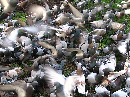 Barcelona convoca un concurso para matar 65.000 palomas