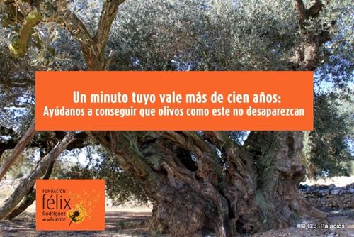 Fundación Félix Rodríguez de la Fuente pide a Europa la protección de los árboles viejos
