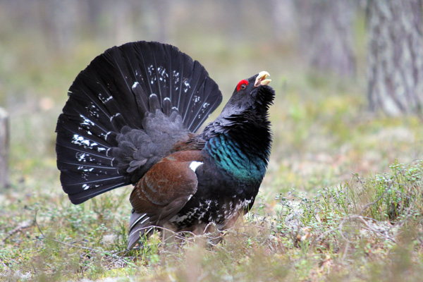 Seminario ‘El urogallo y la custodia del territorio’