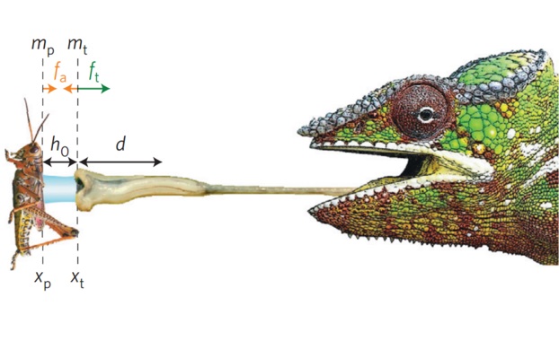 Todo sobre como caza el camaleón