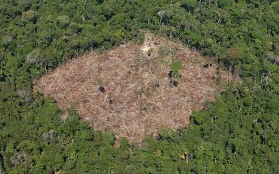 Amazonía brasileña perdió 15 por ciento de floresta