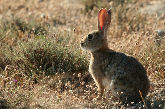Una enfermedad de los conejos hace peligrar al lince