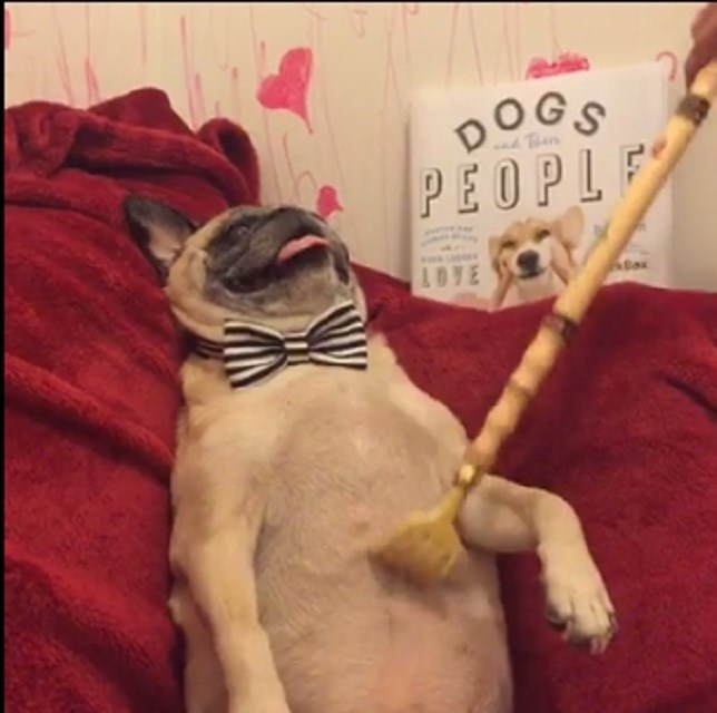 El perro más feliz del mundo (VIDEO)