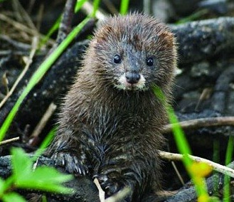 Navarra. Punto de información sobre el visón europeo