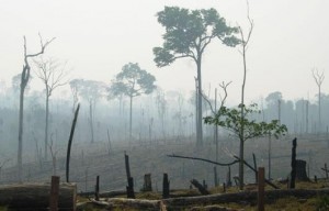 Gobierno de Brasil garantiza reducir deforestación en Amazonía