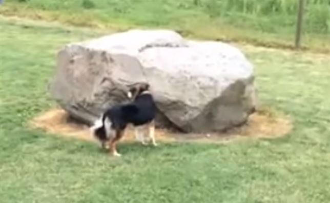 ‘Pilla pilla’ entre un perro y un pato (Ver VIDEO)